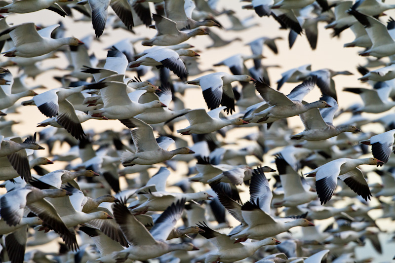 Snow Geese In Flight